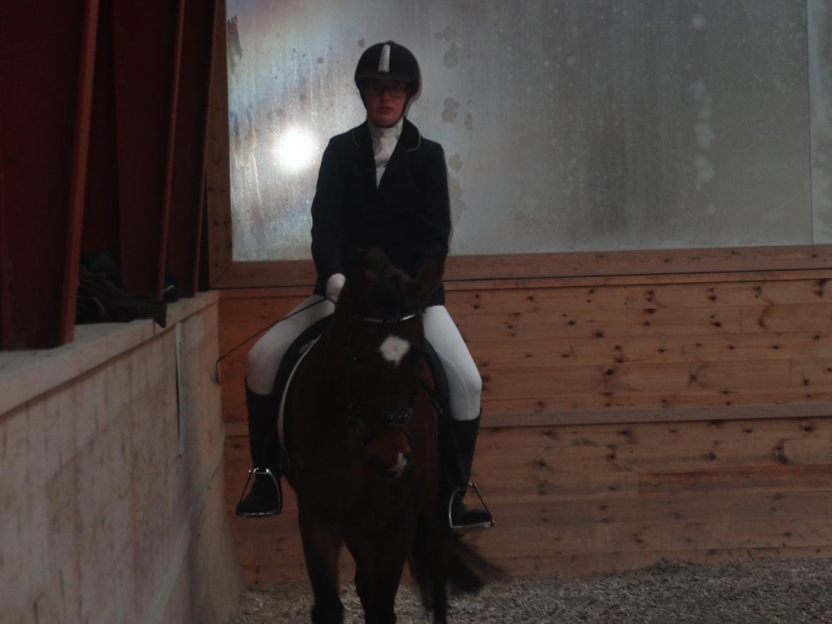 Anden særlig race Shakira billede 4