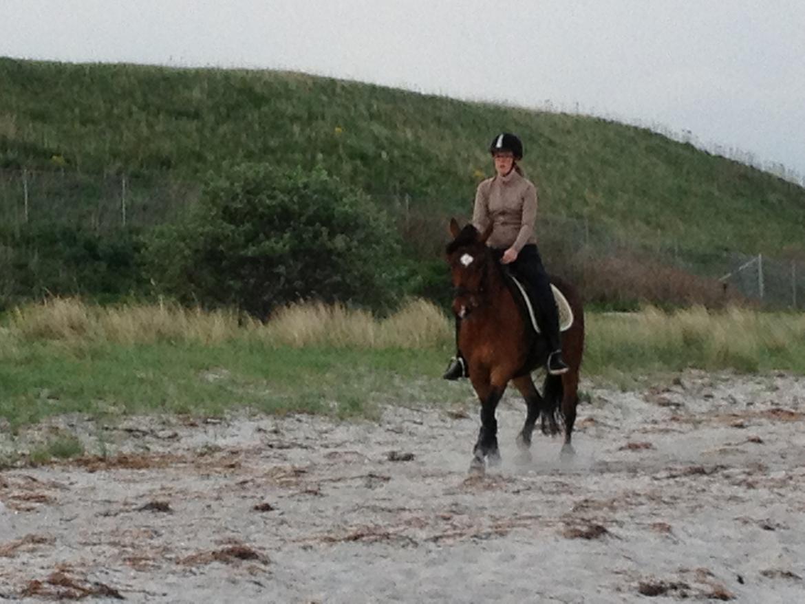 Anden særlig race Shakira billede 5