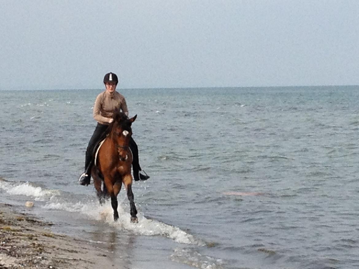 Anden særlig race Shakira billede 6