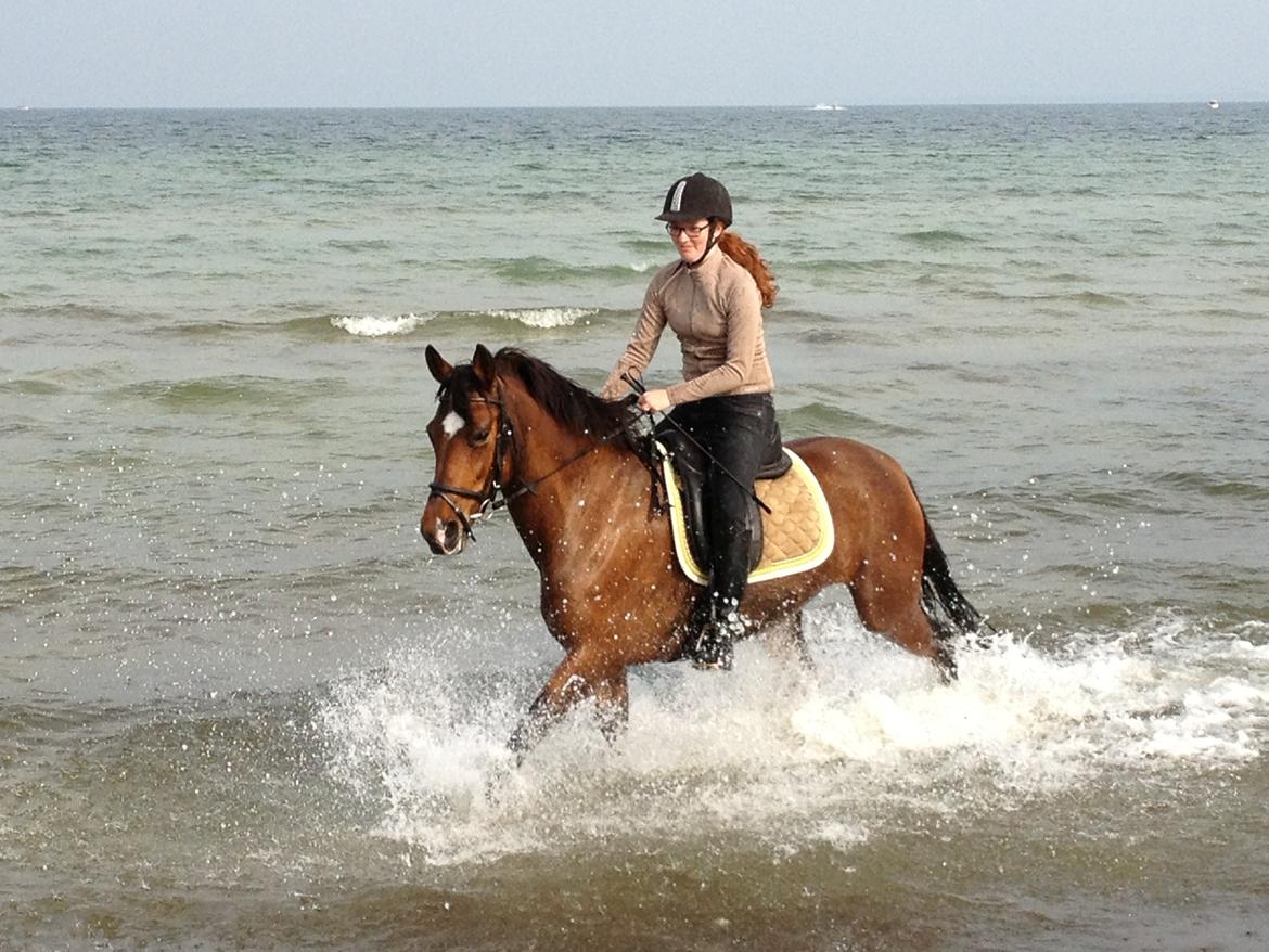 Anden særlig race Shakira billede 7