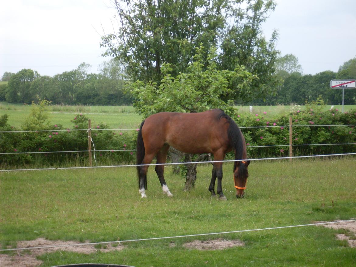 Anden særlig race Shakira billede 8