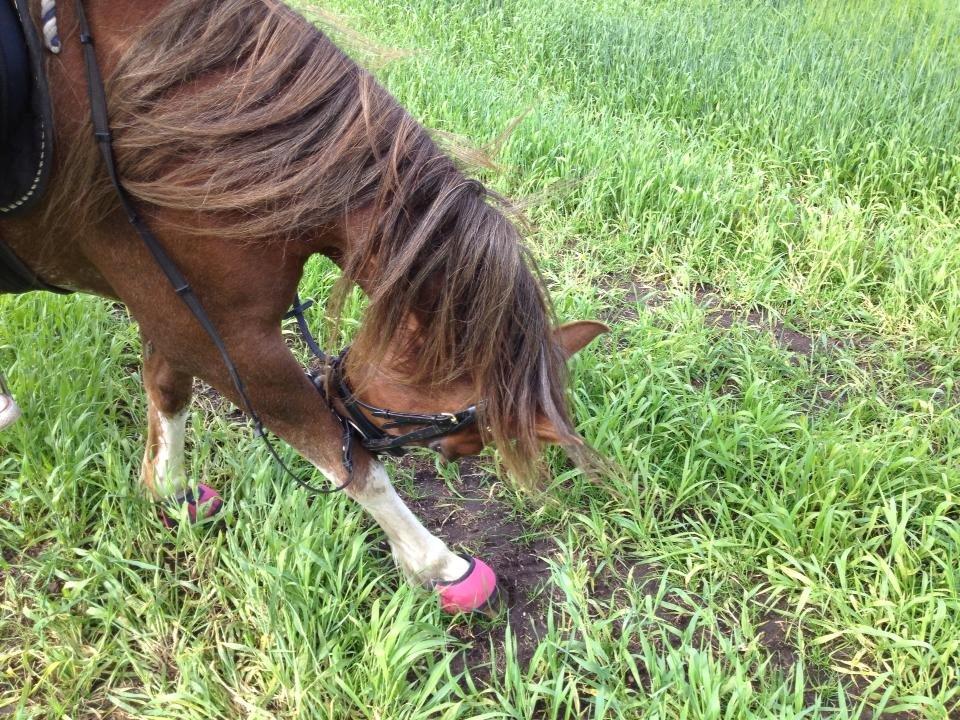 Anden særlig race Rosa billede 3