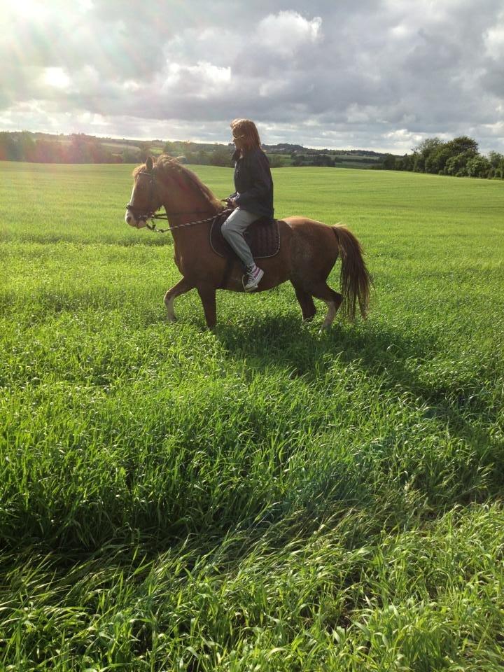 Anden særlig race Rosa billede 4
