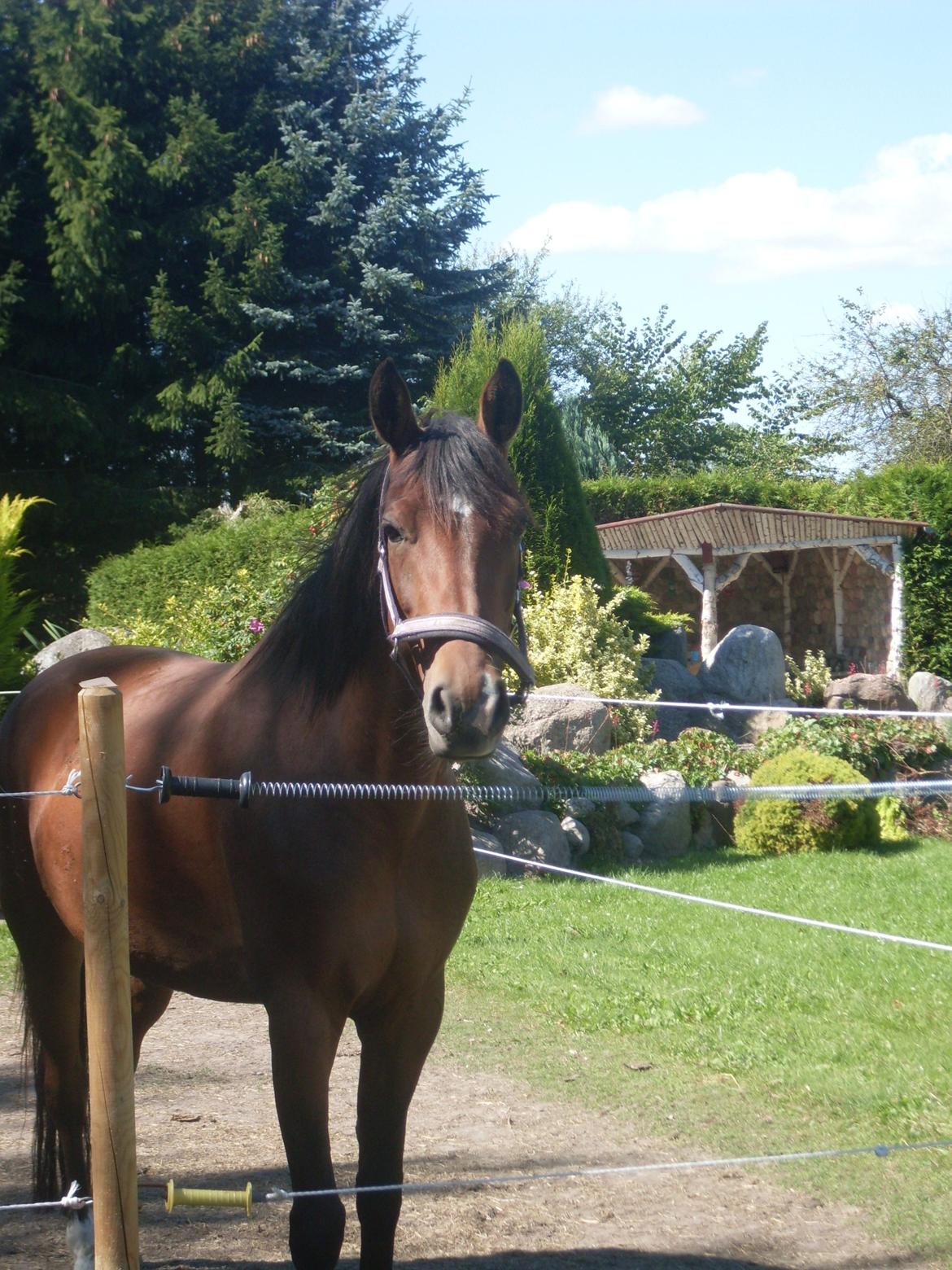 Anden særlig race Shakira billede 9