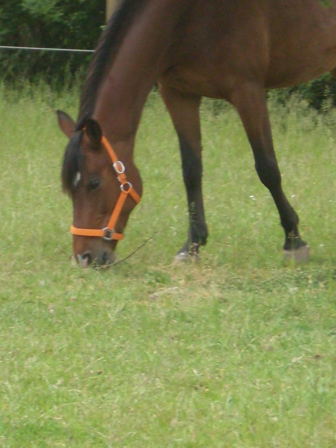 Anden særlig race Shakira billede 10