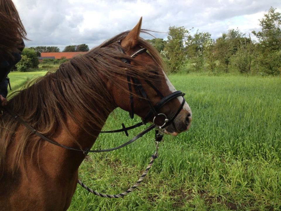 Anden særlig race Rosa billede 5