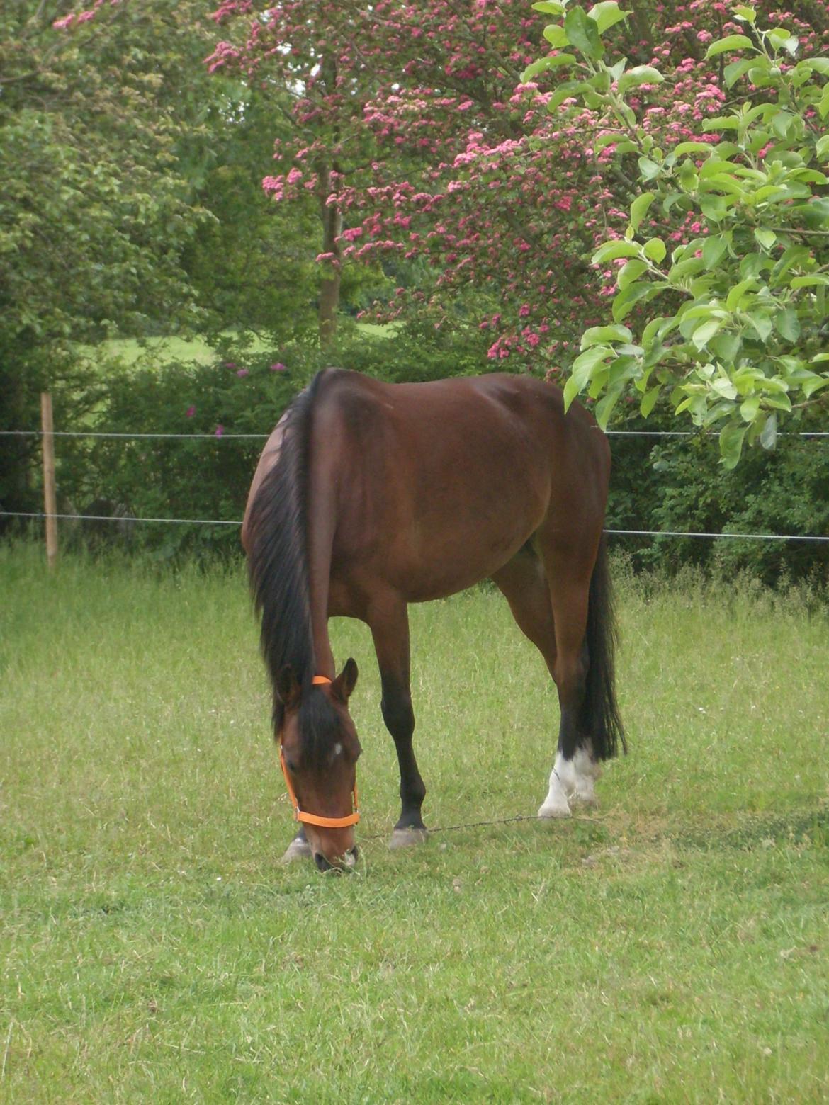 Anden særlig race Shakira billede 12