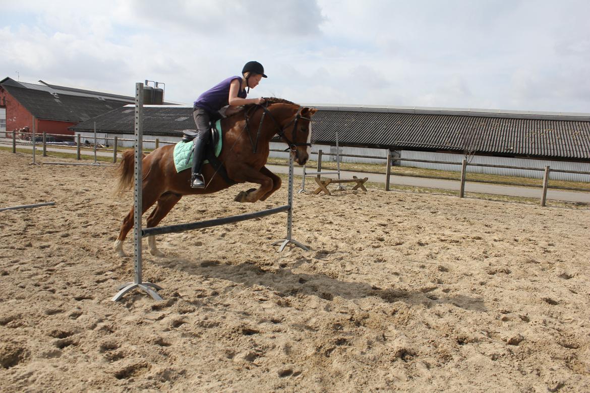 Anden særlig race Dreamer<3 - <3 billede 5