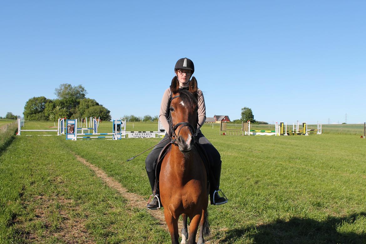 Anden særlig race Shakira billede 13