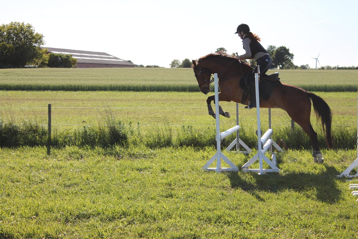 Anden særlig race Shakira billede 14