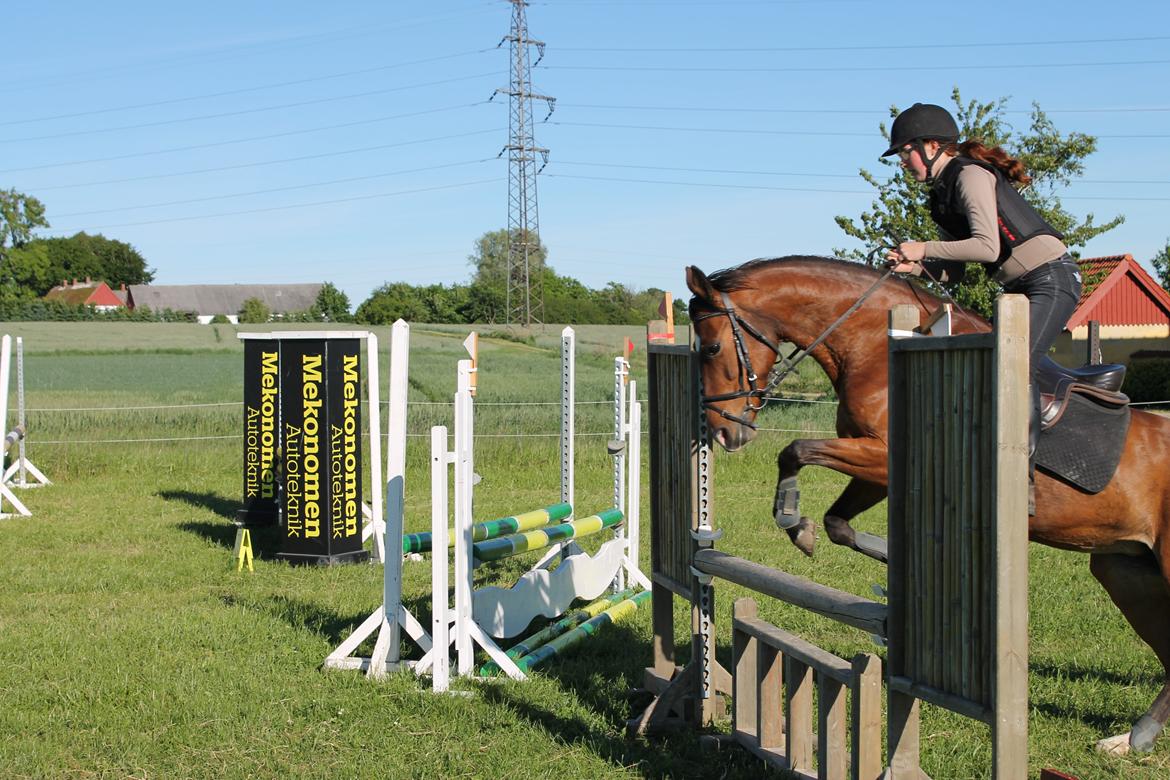 Anden særlig race Shakira billede 15