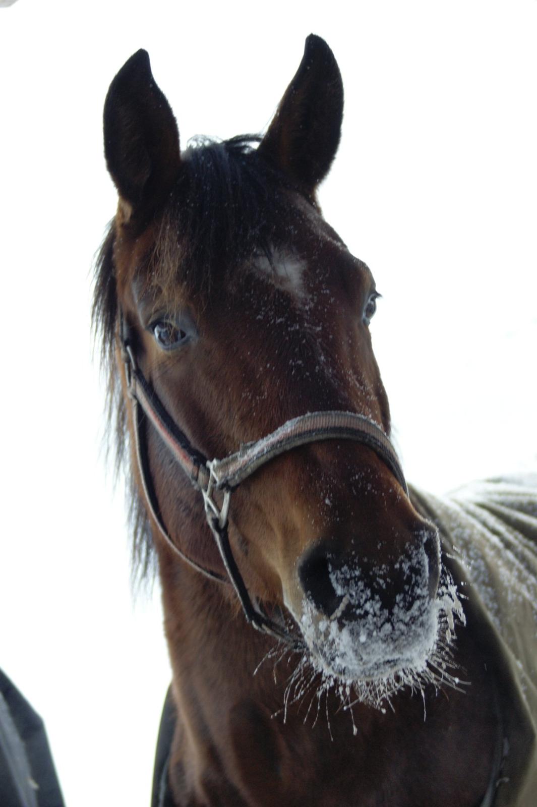 Anden særlig race Pipalu billede 4
