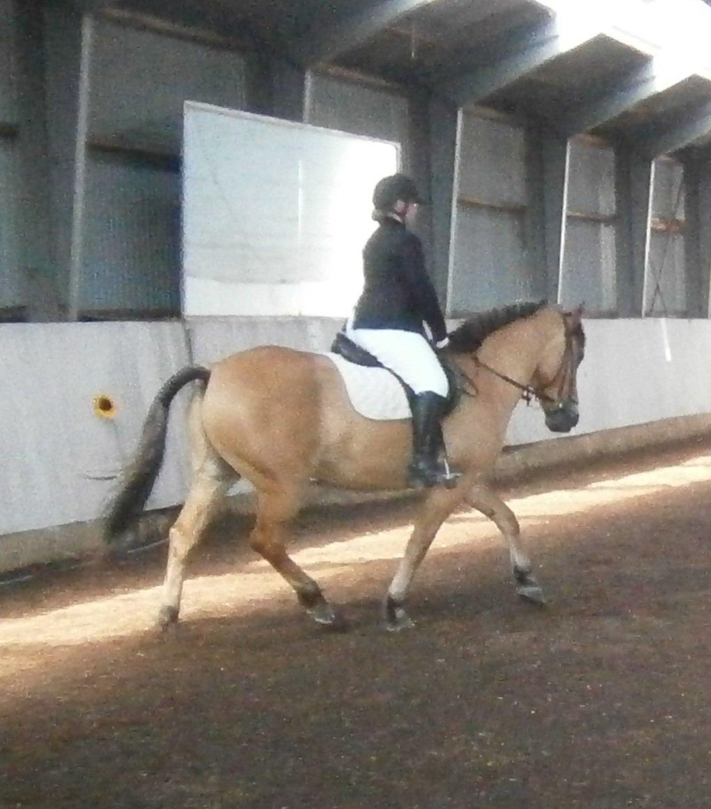 Anden særlig race Lukas - lille bassen til stævne billede 1