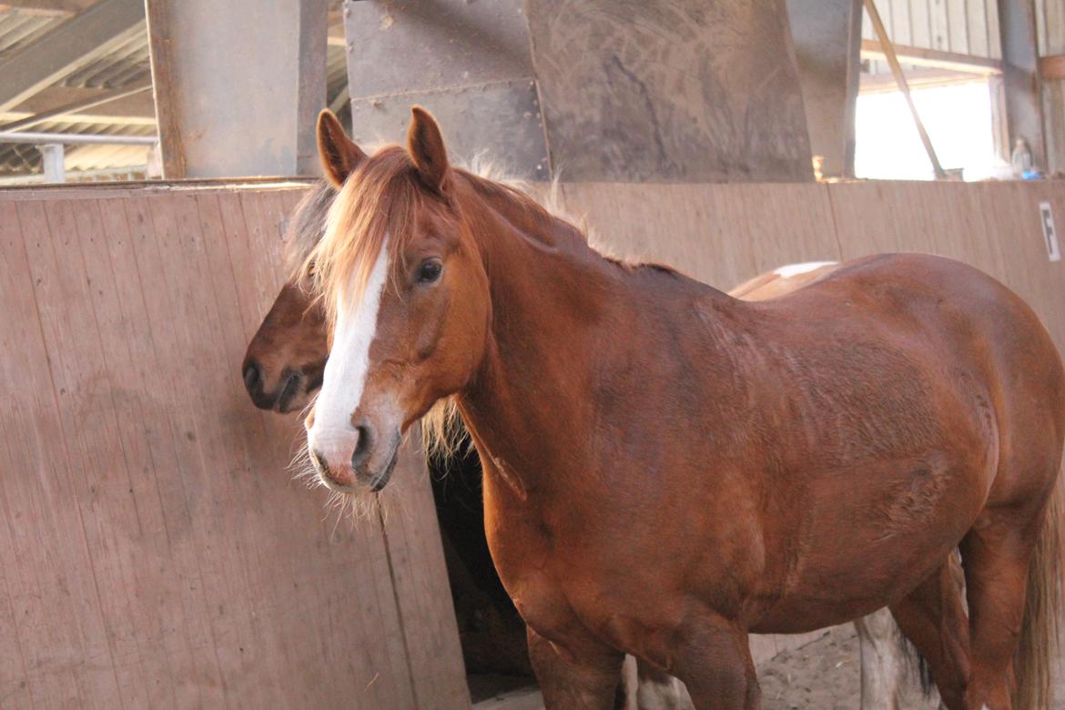 Anden særlig race Dreamer<3 - <3 billede 7