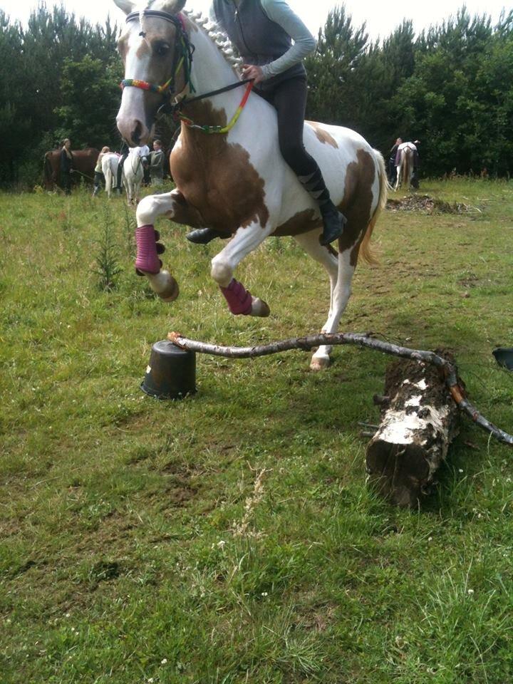 Anden særlig race Sweet Heart (Tweedy) - Til ponybryllup i skoven :D  billede 4