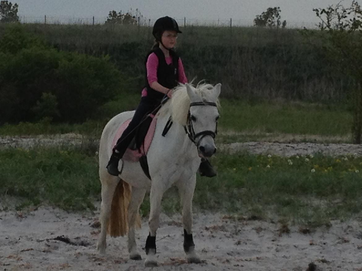 Anden særlig race Miranda billede 7