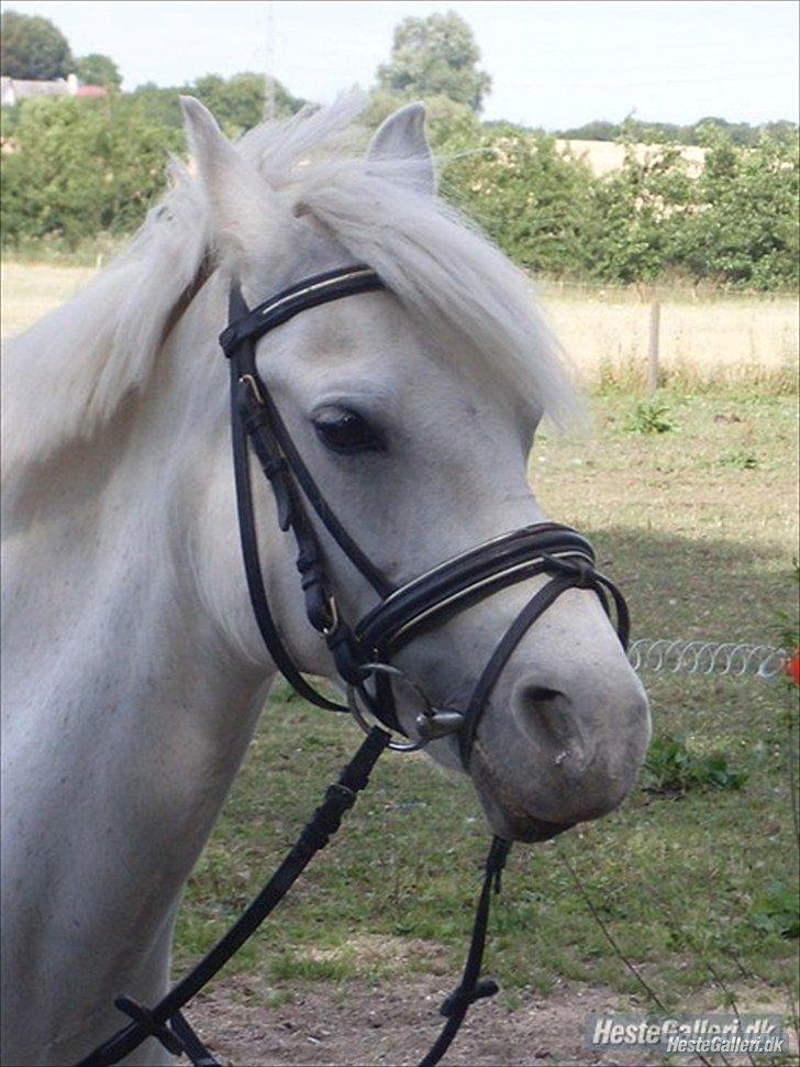 Anden særlig race Miranda billede 8