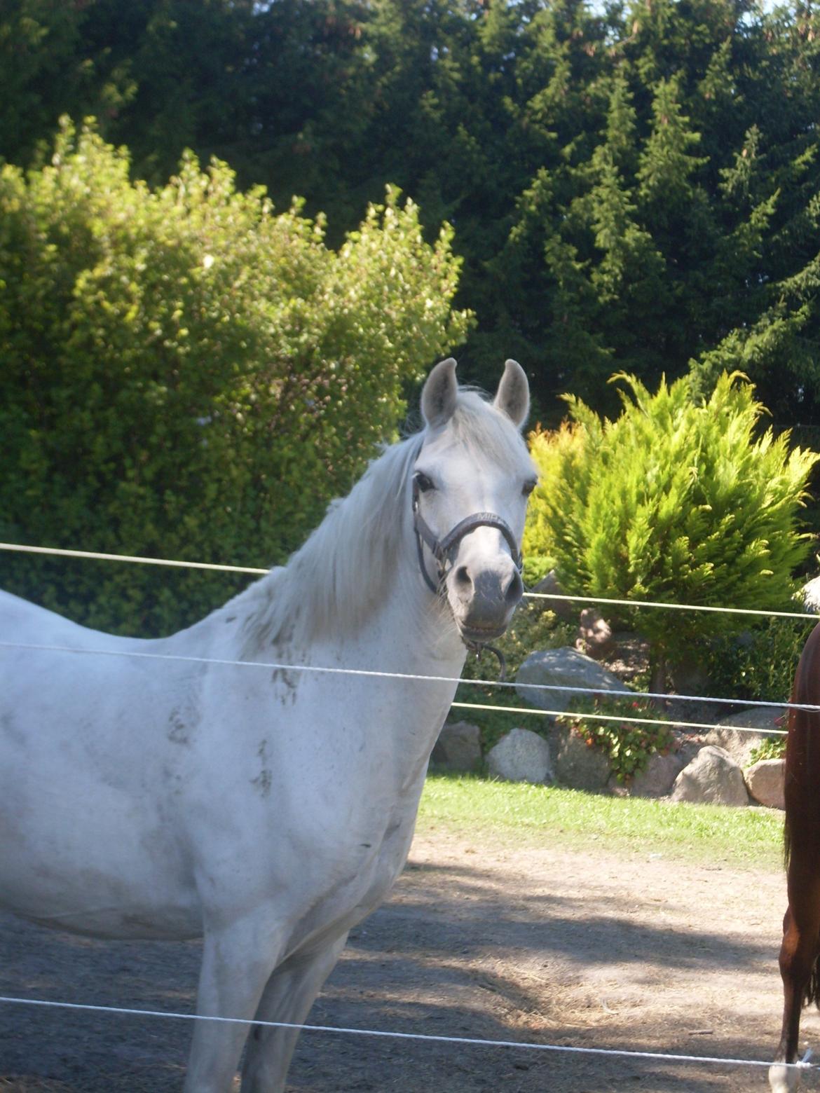 Anden særlig race Miranda billede 9