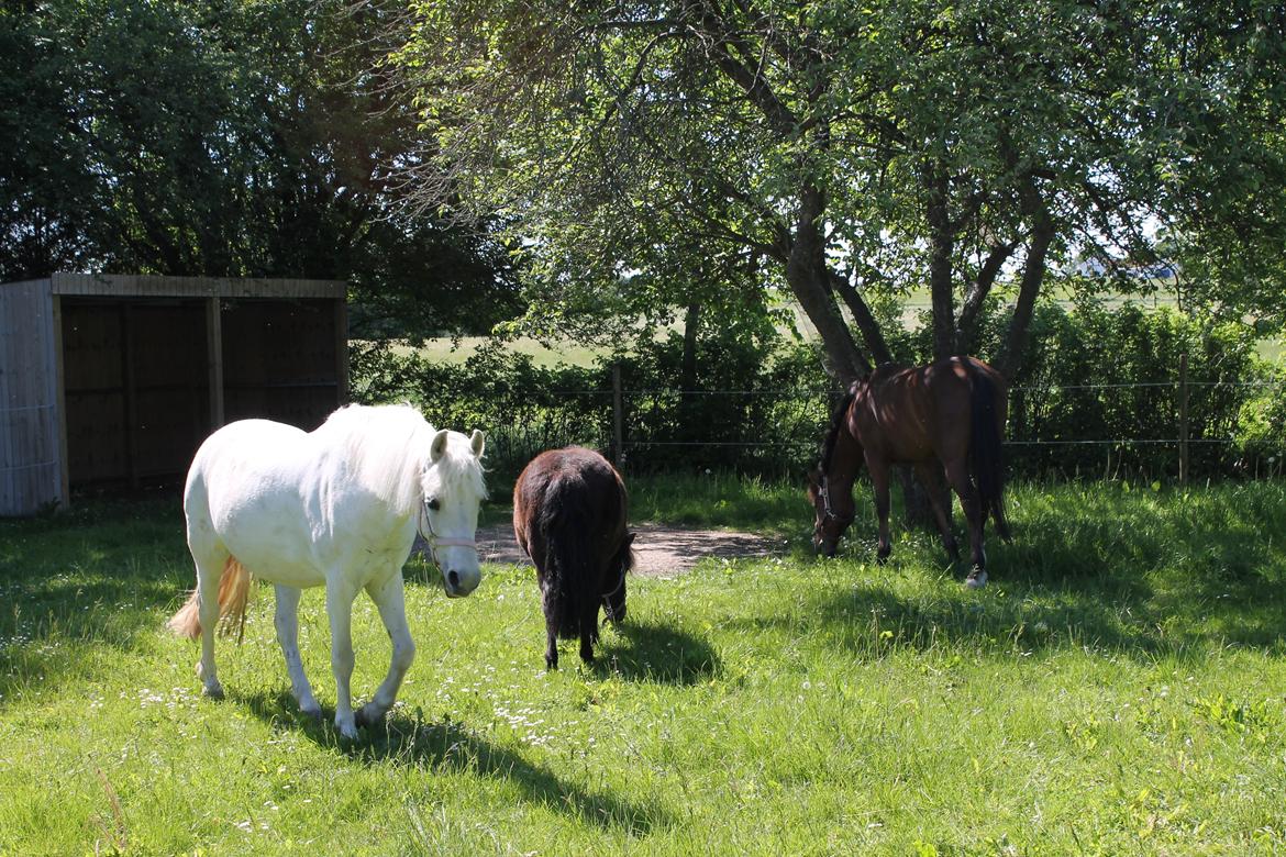 Anden særlig race Miranda billede 10