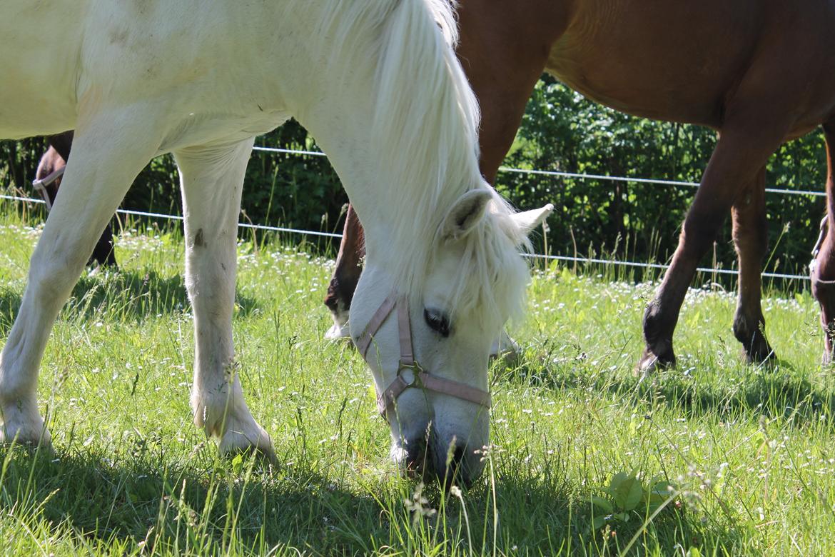 Anden særlig race Miranda billede 11