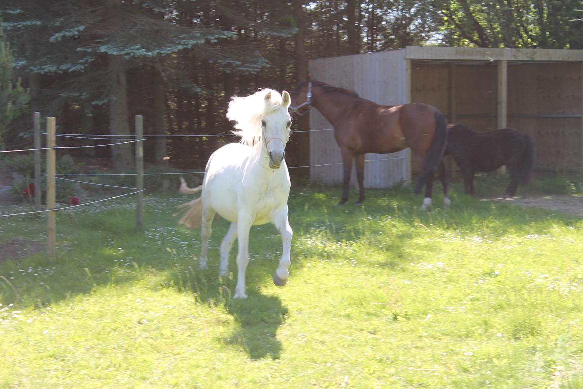 Anden særlig race Miranda billede 2