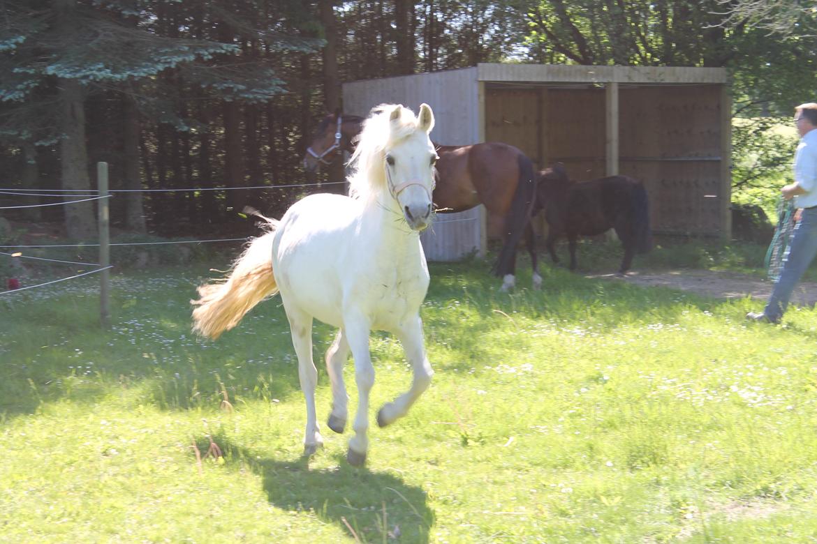 Anden særlig race Miranda billede 12