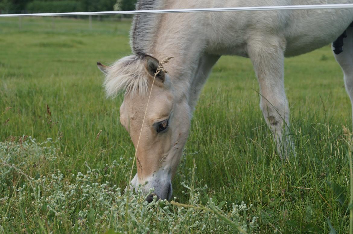 Fjordhest Højgaards Milo - 24/6-13 billede 11