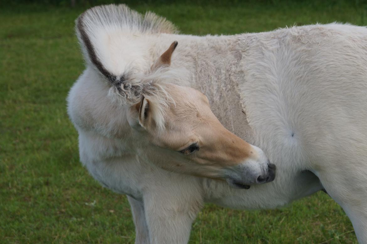 Fjordhest Højgaards Milo - 24/6-13 billede 13