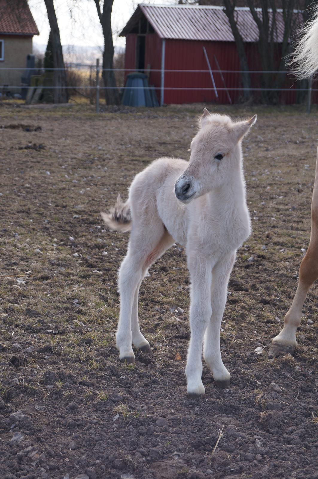Fjordhest Højgaards Milo - 10 timer billede 6