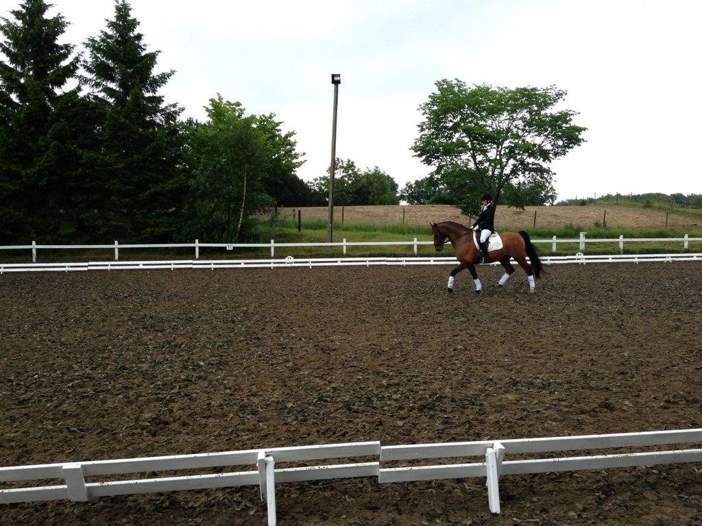 Dansk Varmblod Candor Højvang billede 14