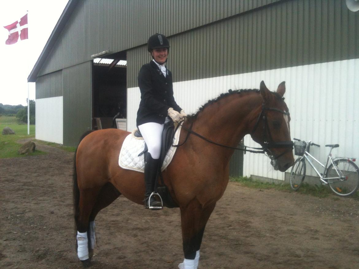 Dansk Varmblod Candor Højvang billede 15