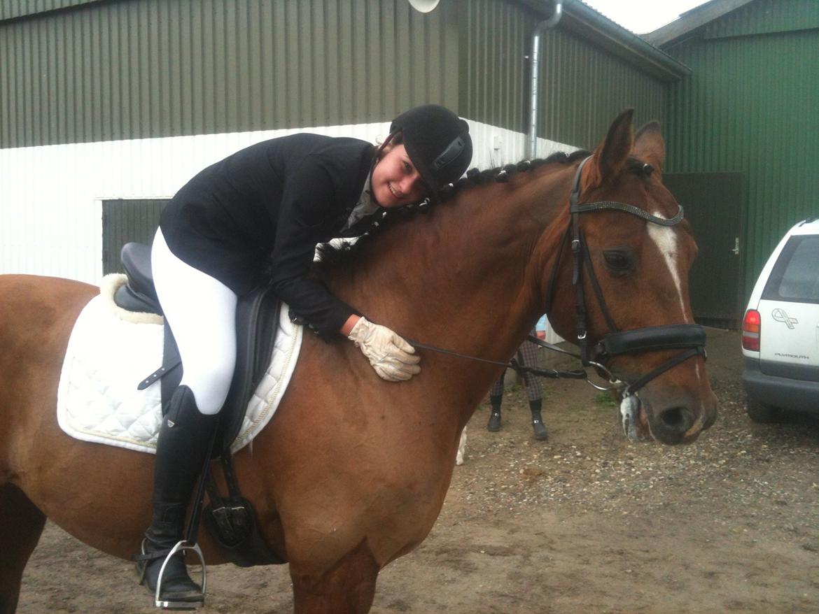 Dansk Varmblod Candor Højvang billede 16