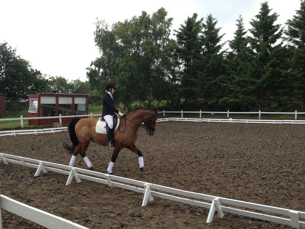 Dansk Varmblod Candor Højvang billede 17