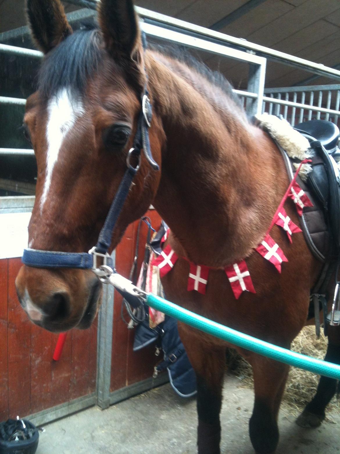 Dansk Varmblod Candor Højvang - Et billede taget på hans 20 års fødselsdag. Lille bassemand <3 billede 18