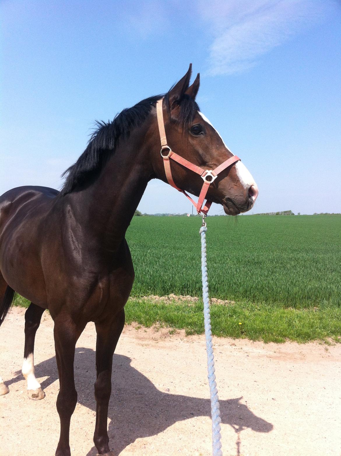 Anden særlig race Karlshøjgaards Ice Queen billede 1