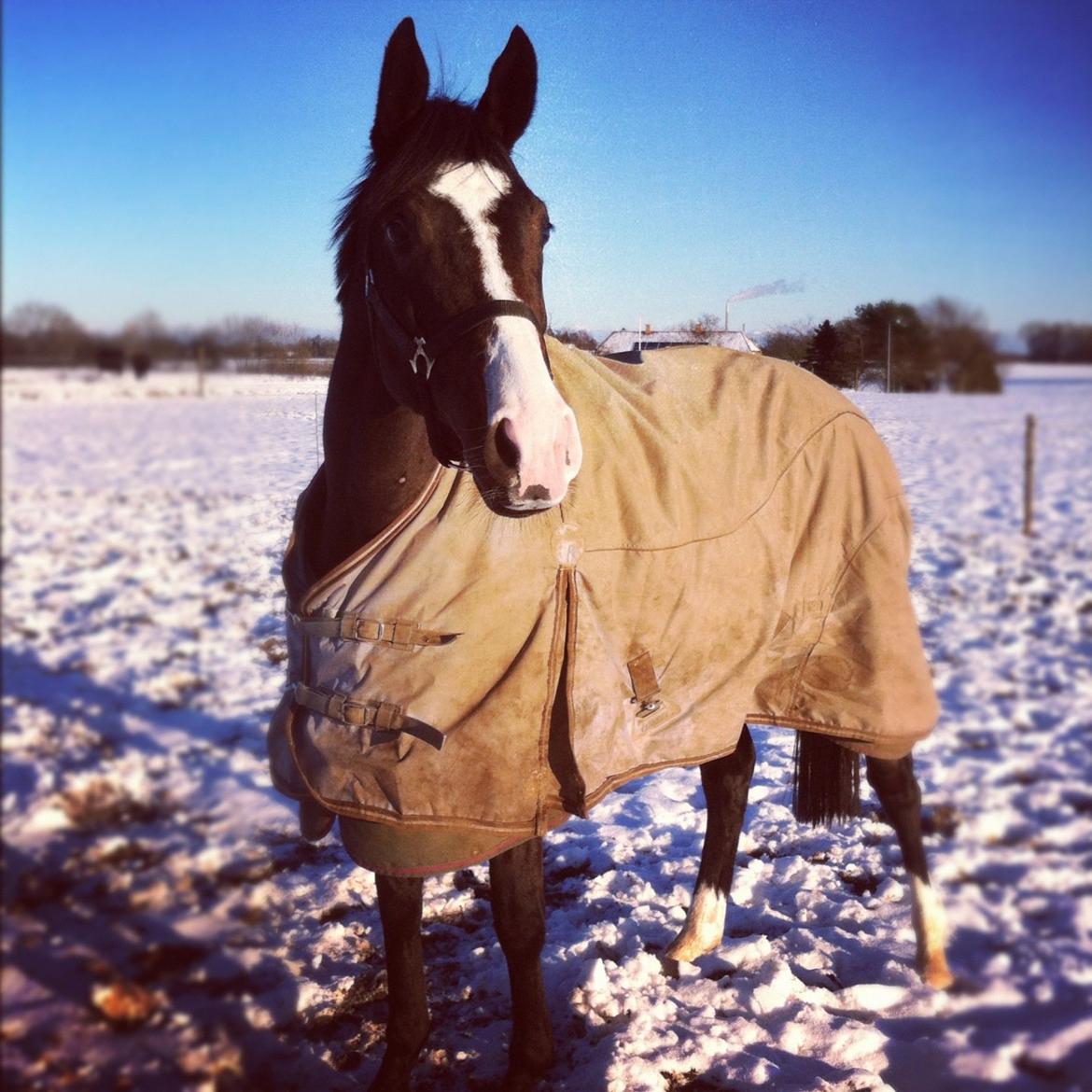 Anden særlig race Karlshøjgaards Ice Queen billede 8
