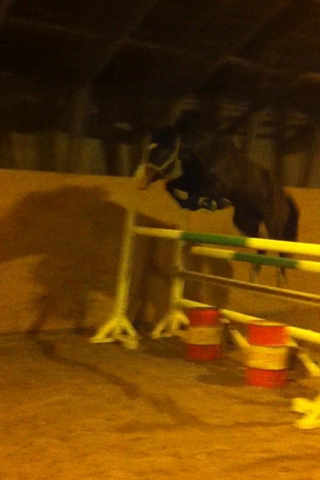 Anden særlig race Karlshøjgaards Ice Queen billede 9