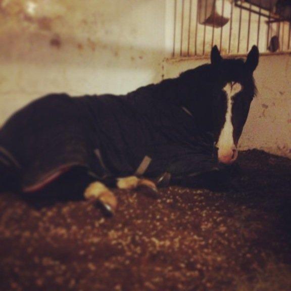 Anden særlig race Karlshøjgaards Ice Queen billede 10