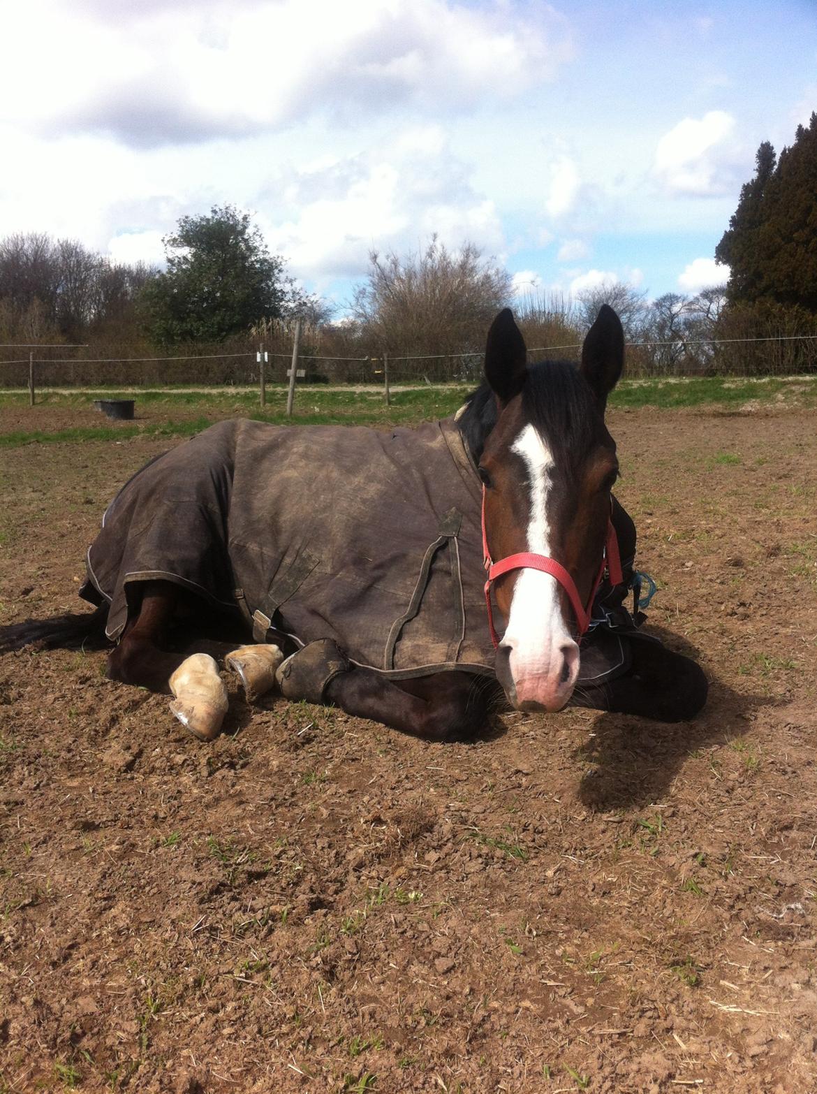Anden særlig race Karlshøjgaards Ice Queen billede 11