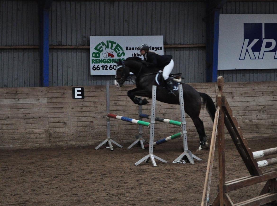Anden særlig race Karlshøjgaards Ice Queen billede 14