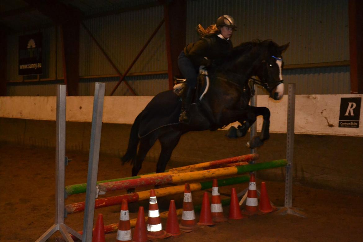 Anden særlig race Karlshøjgaards Ice Queen billede 15