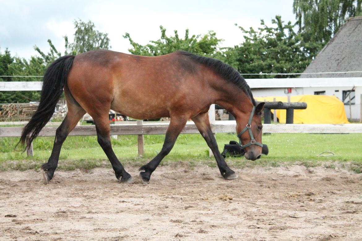 Anden særlig race Fabienne - 26-06-2013 billede 3
