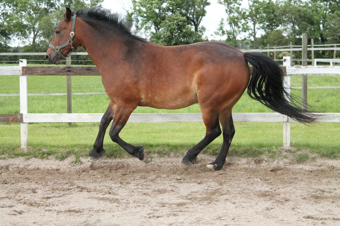 Anden særlig race Fabienne - 26-06-2013 billede 9