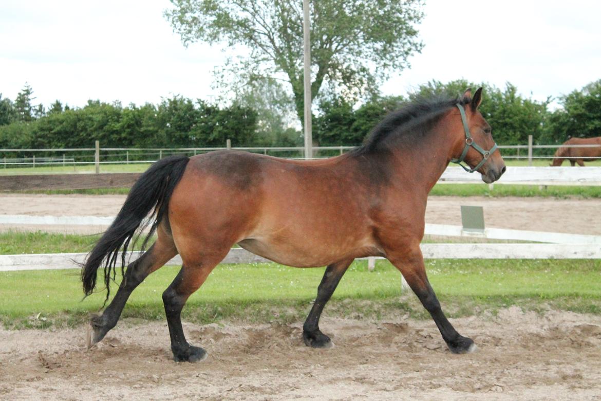 Anden særlig race Fabienne - 26-06-2013 billede 5