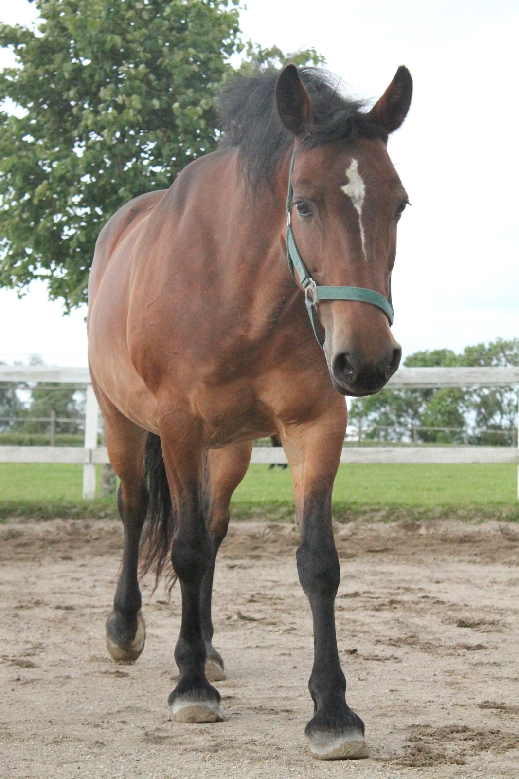 Anden særlig race Fabienne - 26-06-2013 billede 16