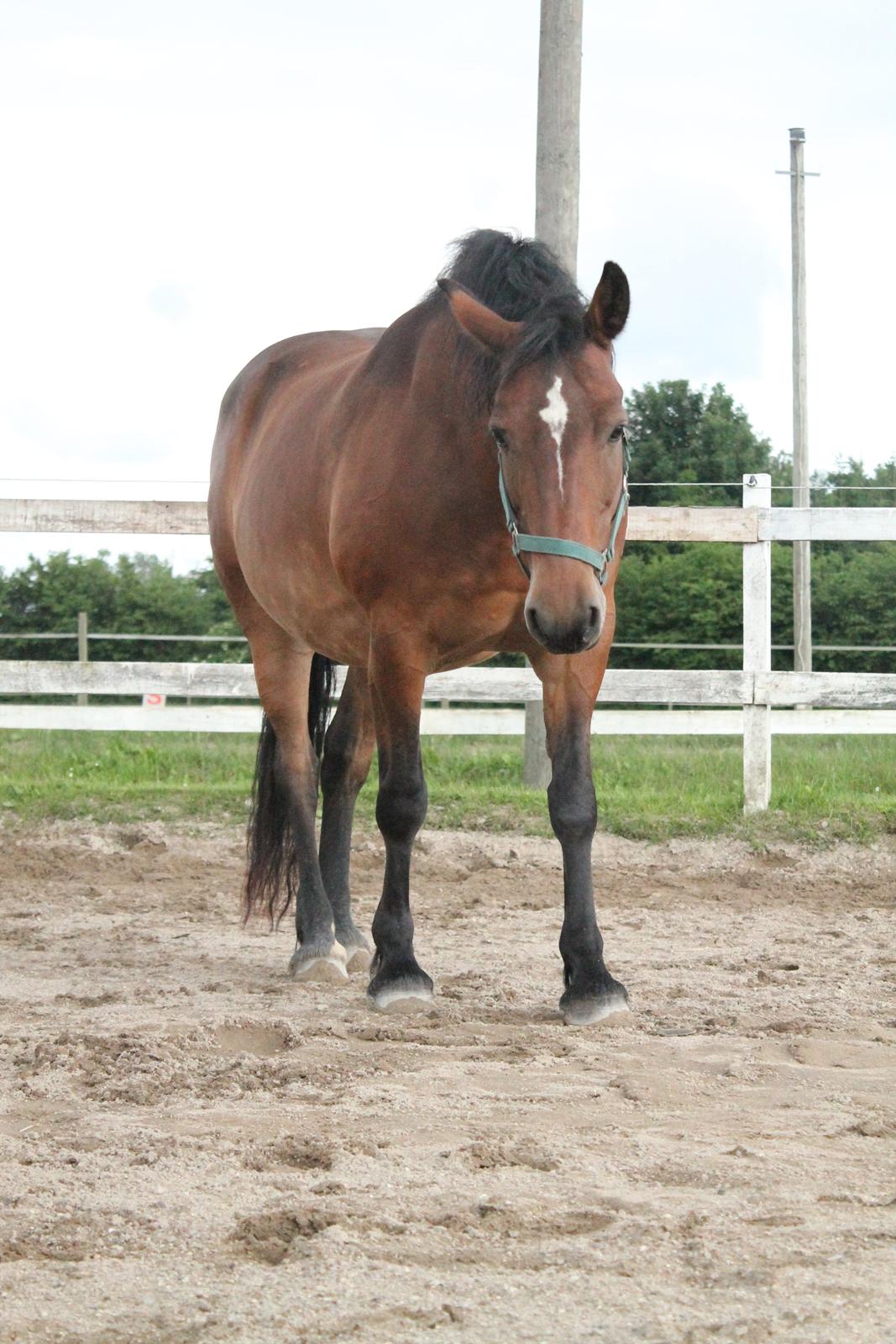 Anden særlig race Fabienne - 26-06-2013 billede 17
