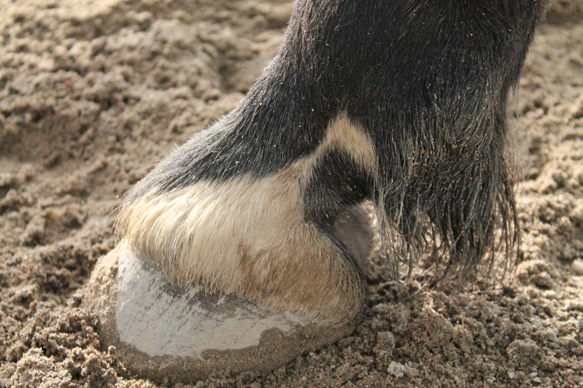 Anden særlig race Fabienne - 26-06-2013 billede 14