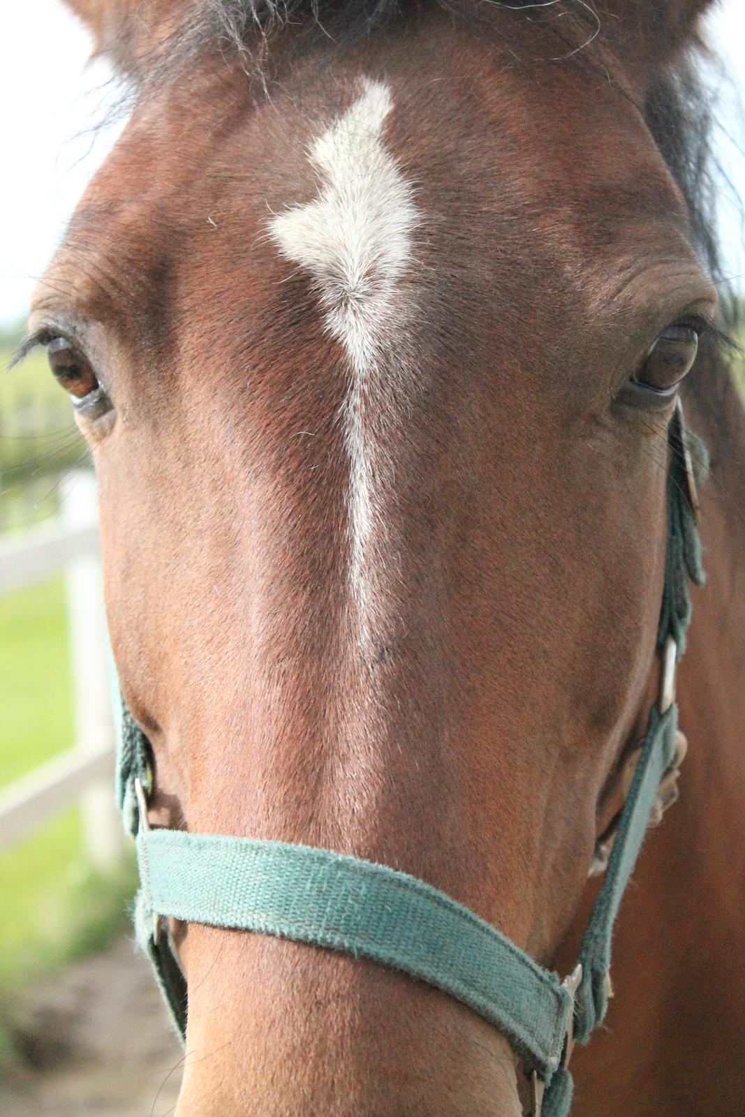 Anden særlig race Fabienne - Velkommen til Fabiennes profil :). 26-06-2013 billede 1