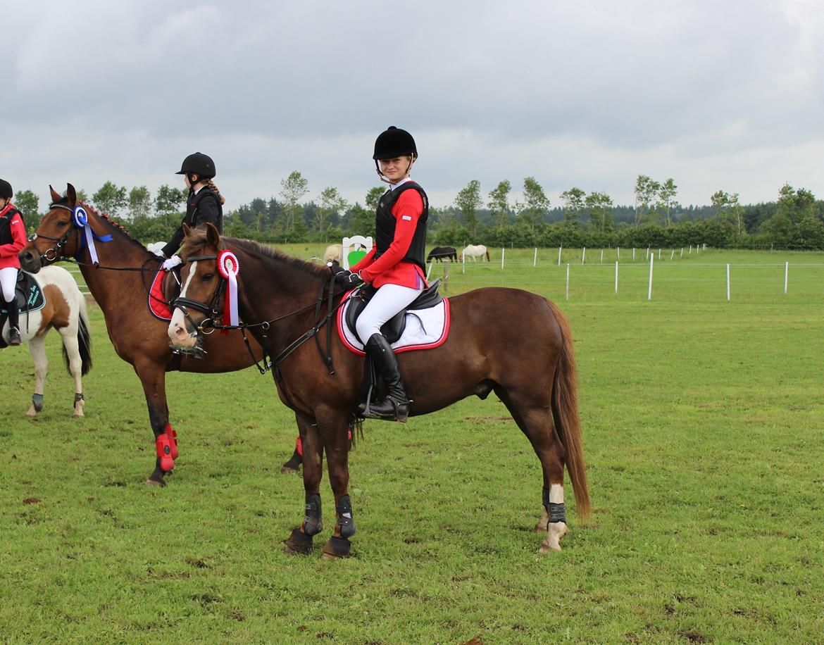 New Forest Koedijks Milano *Låner* - Første springstævne på ham <3 billede 11