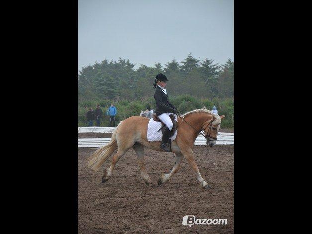 Haflinger Katinka - Fra vores LC3 som vi red til 62.500 (-: billede 11
